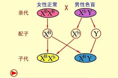 试管婴儿的色盲几率究竟有多高？解密遗传因素与影响