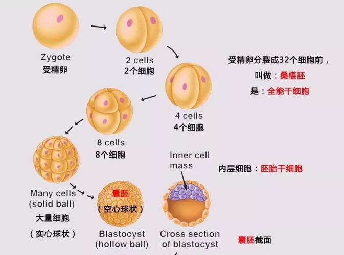 胚胎代谢分析