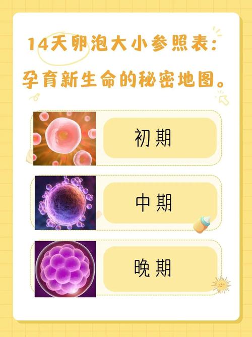 应对方法
描述: 本文围绕试管婴儿周期中卵泡大小不一的现象展开，阐述其产生原因、对试管婴儿各环节的影响，并提供了调整药物、个体化治疗及生活方式调整等应对方法，助准父母更好面对这一问题。