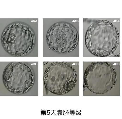 6天胚胎