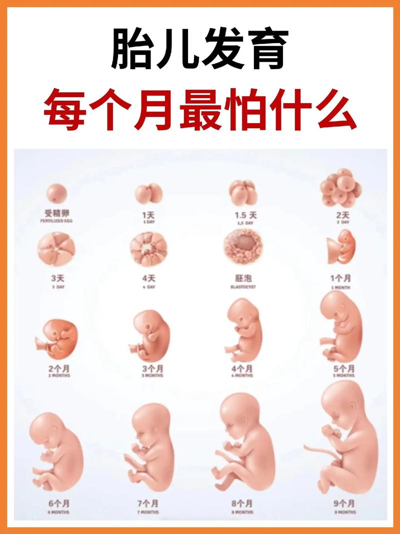  怀孕期间