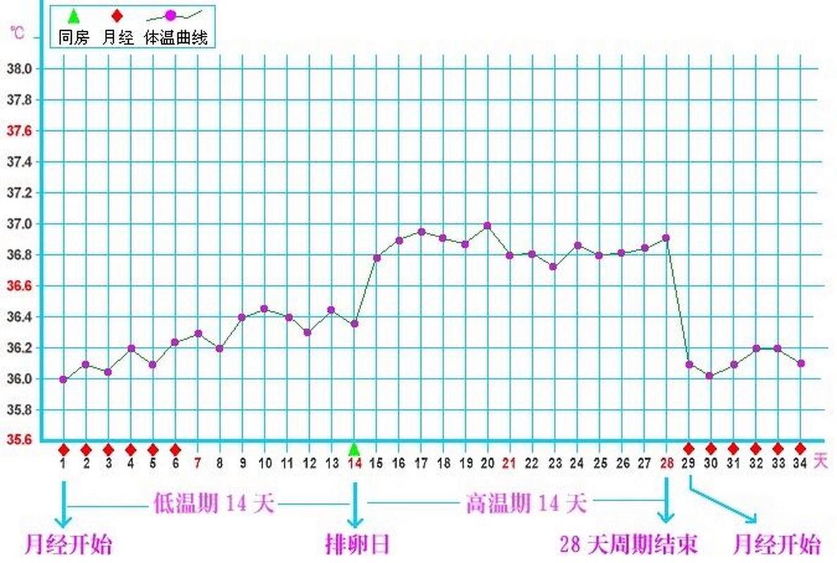 基础体温变化