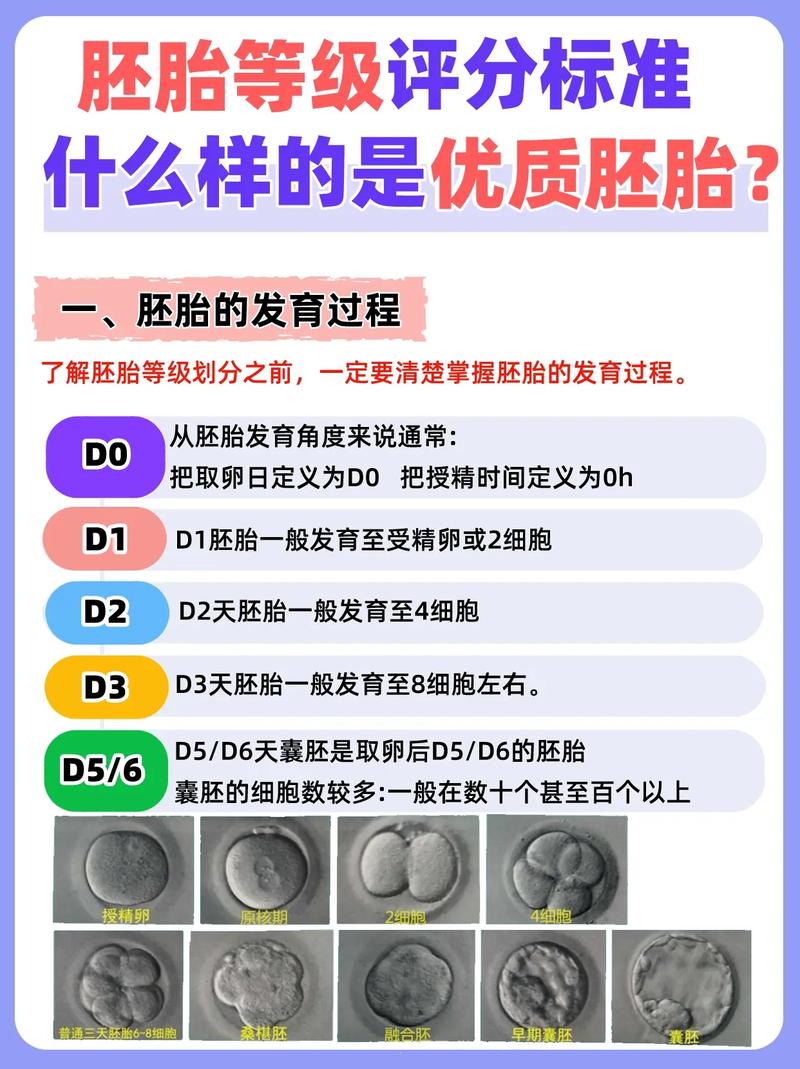  优质胚胎