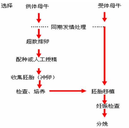 胚胎处理流程