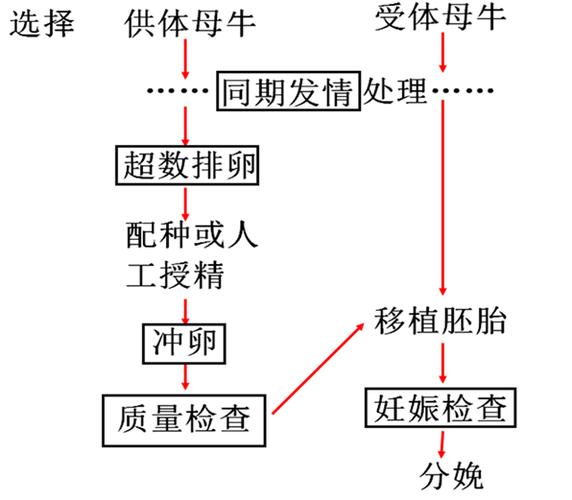 胚胎操作流程