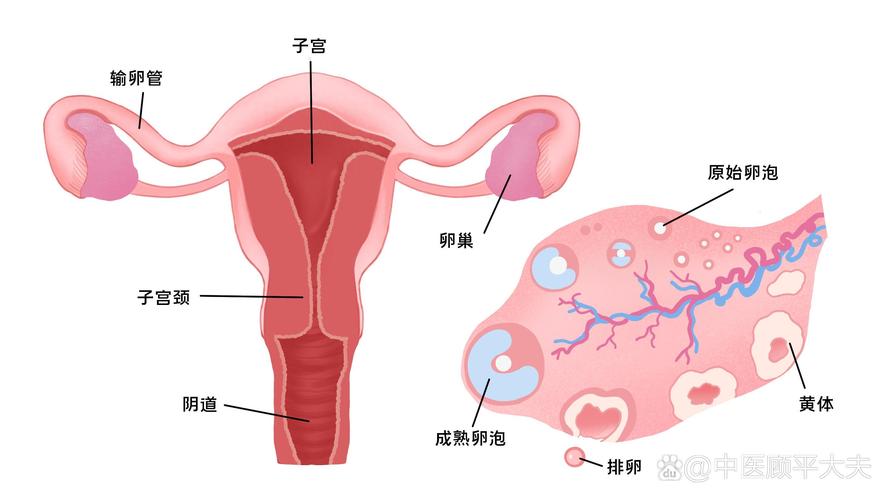  卵巢发育
