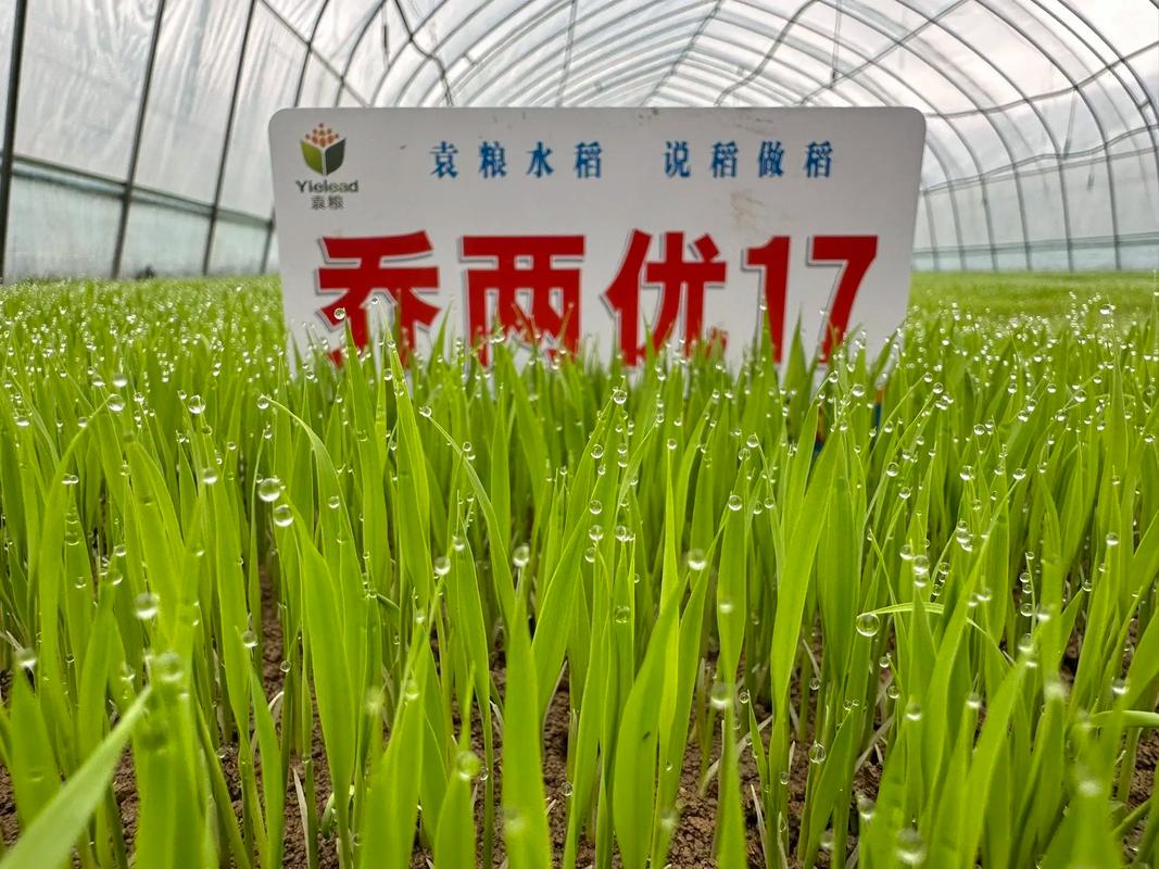 良配移植