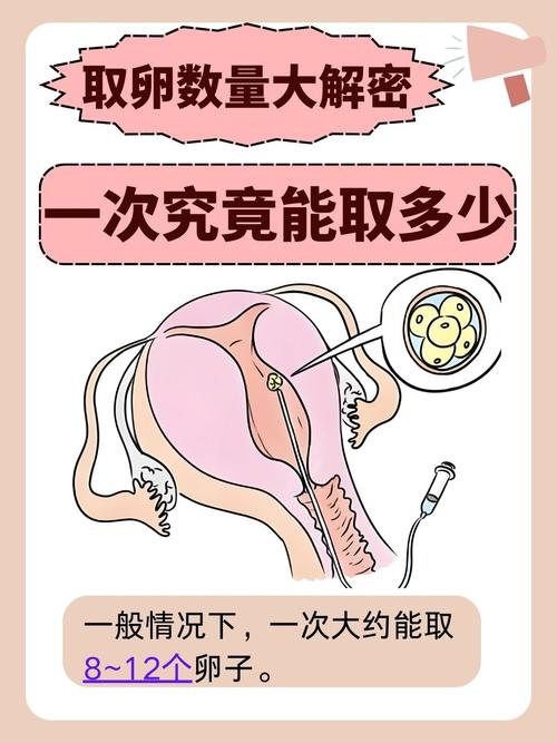  取卵大小