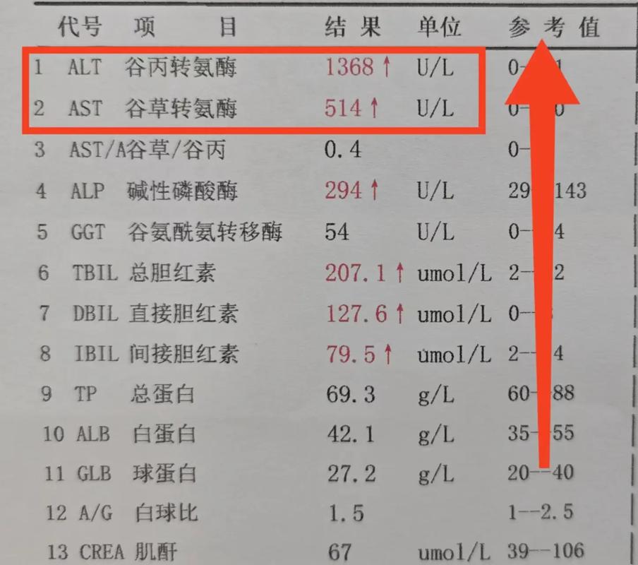 转氨酶