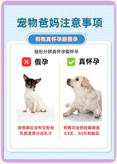 试管期间养狗对受孕是否有影响？