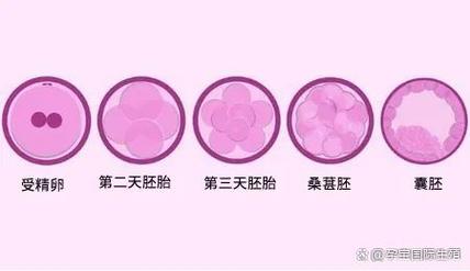 胚胎潜力