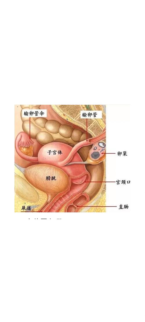 子宫部位