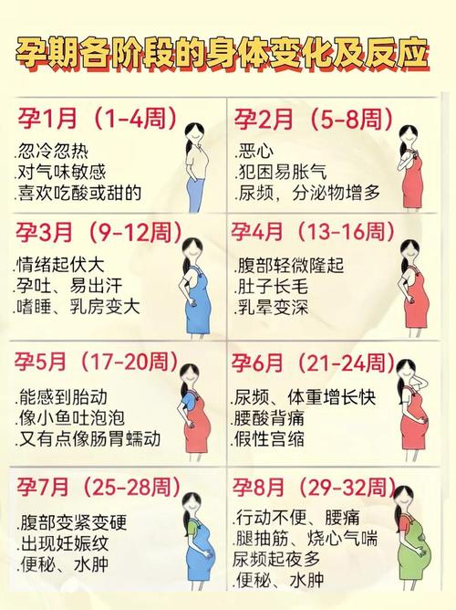 试管怀孕后会出现哪些身体反应与症状？