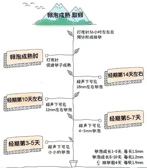 取卵
描述: 本文详细介绍了试管婴儿过程中卵泡的排放与管理，包括促排卵方案、药物使用、取卵时机、卵泡后续处理等内容，强调各环节对提高成功率的重要性，希望助力患者顺利迎来新生命 。