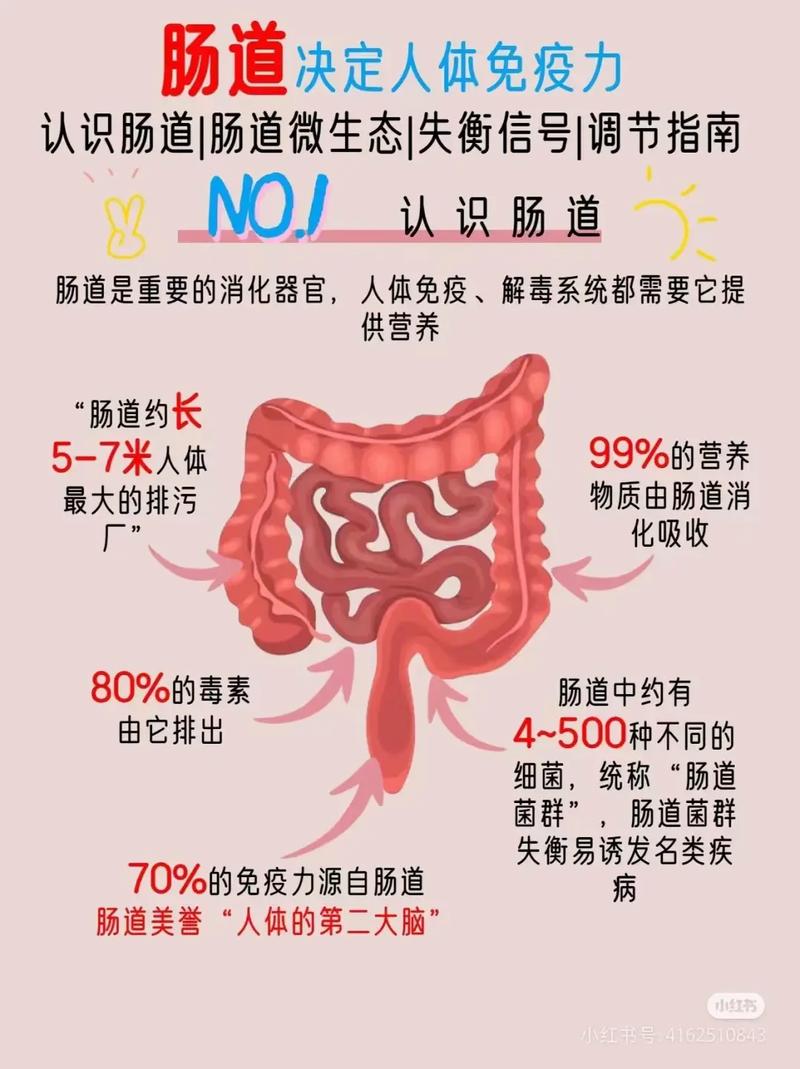 肠道菌群