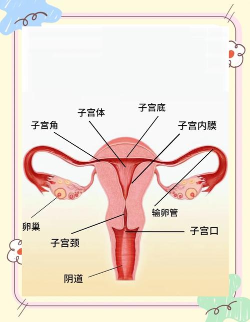 子宫壁
