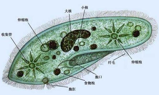 单细胞