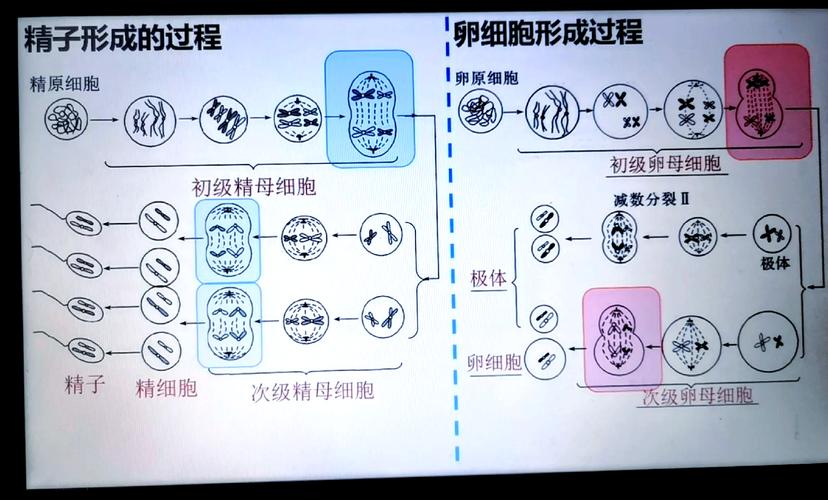 自然分裂几率