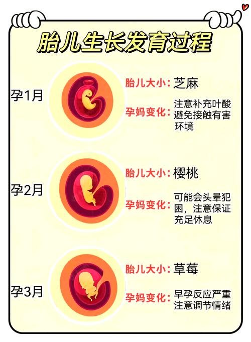 胚胎生成概率