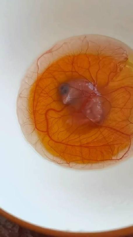 胚胎孵化囊