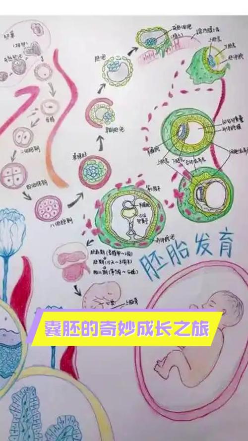 囊胚胎形成