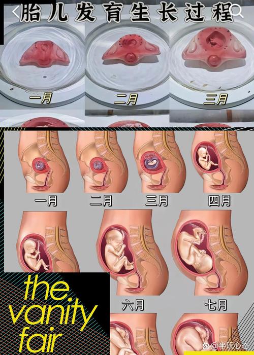 成功胚胎