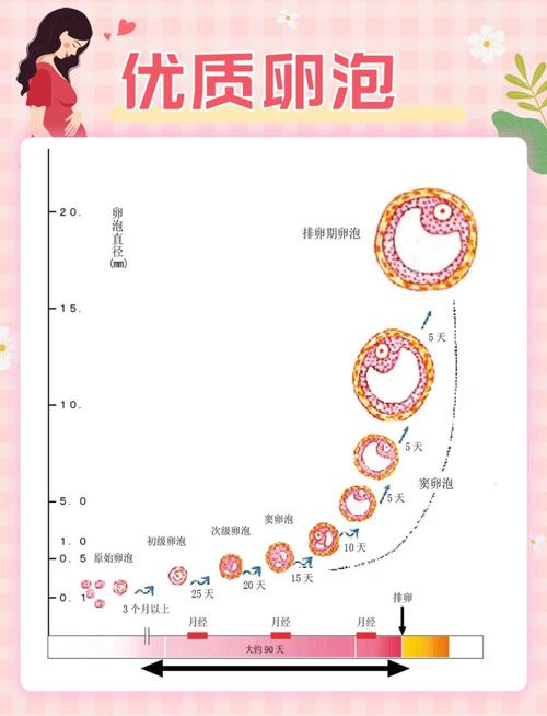 卵泡采集