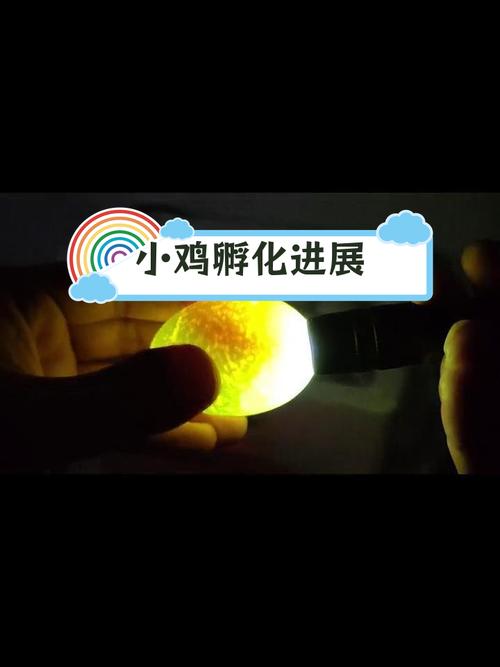 四天胚胎发育