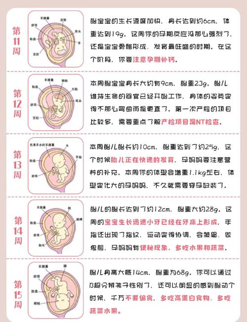 胚胎观察要点