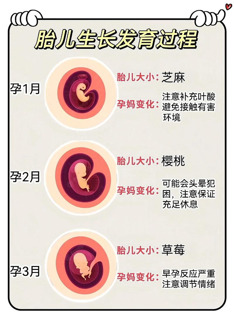 囊胚生长周期