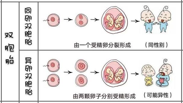  双卵技术