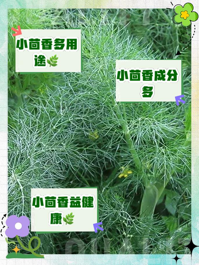 茴香利弊