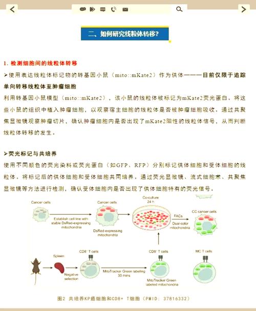 线粒体置换疗法