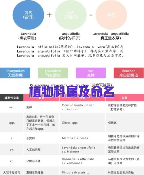 命名技巧