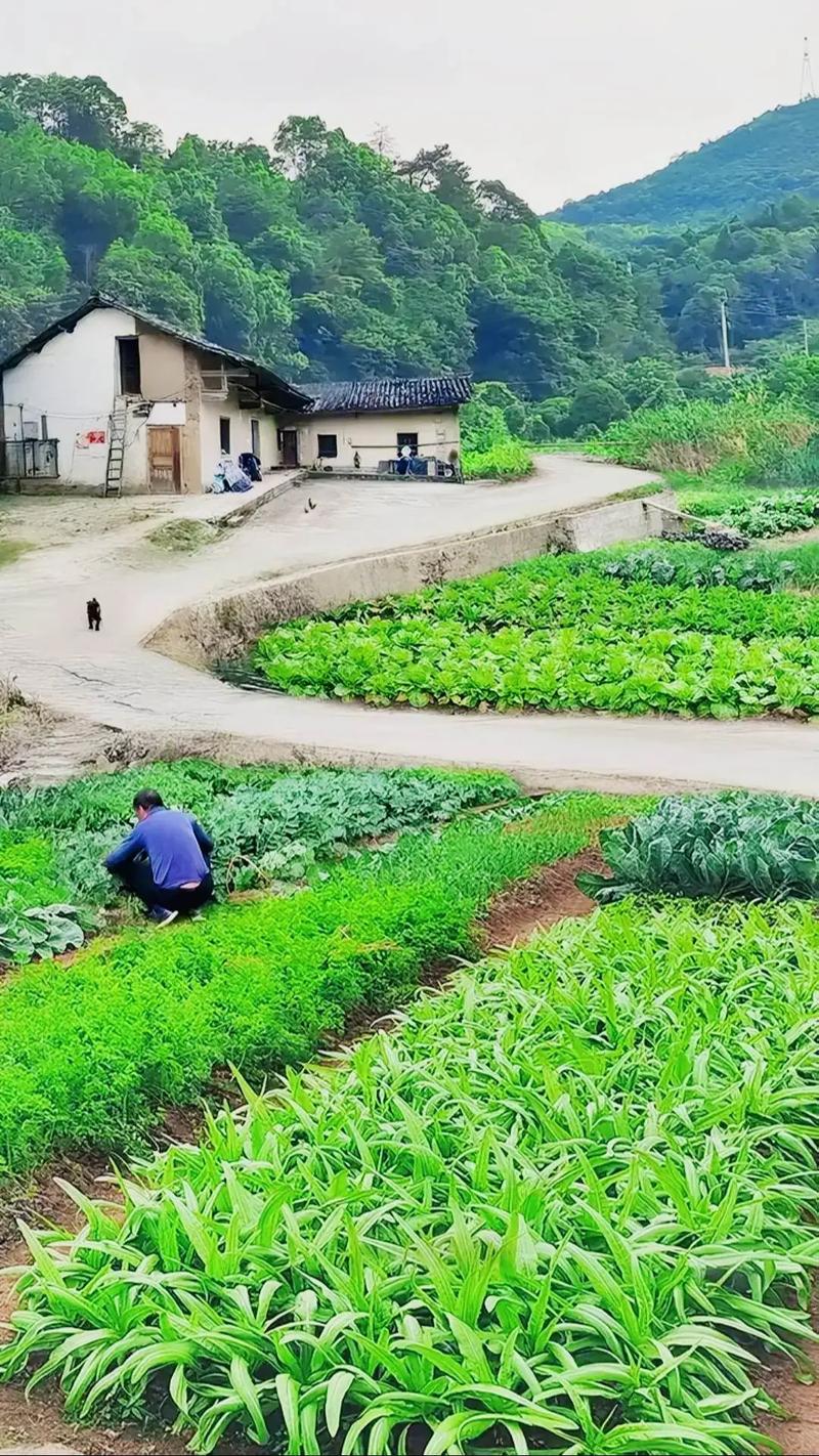 农村生活