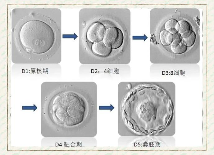  囊胚阶段