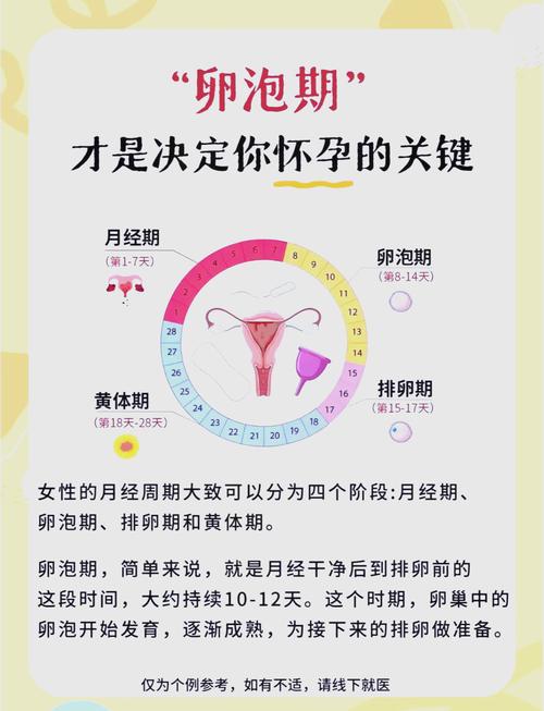 卵泡重要性