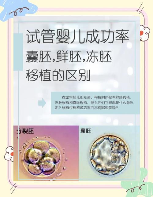 囊胚胎成功率