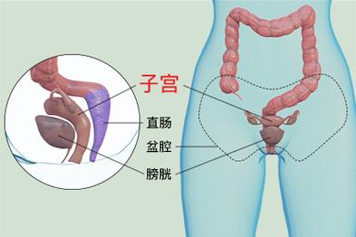  子宫位置
