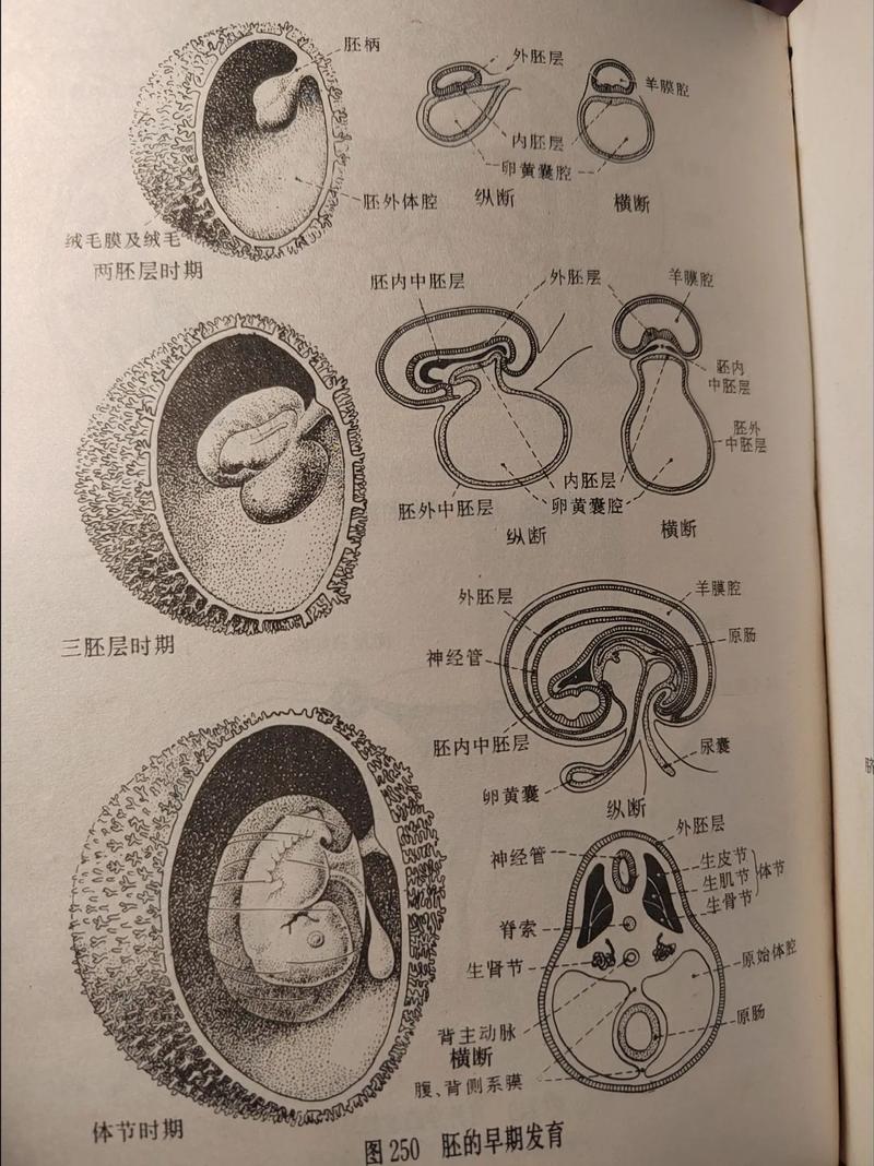 胚胎科学