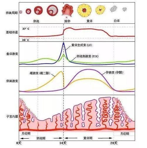  FSH升高