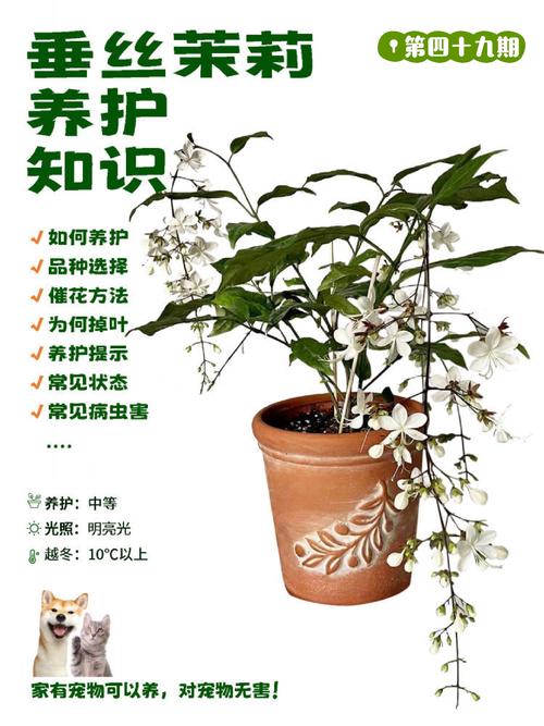 养护技巧