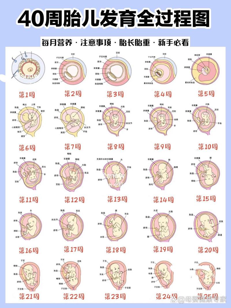 普通胚胎形成