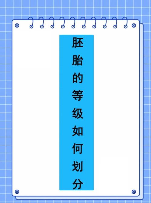 6级胚胎