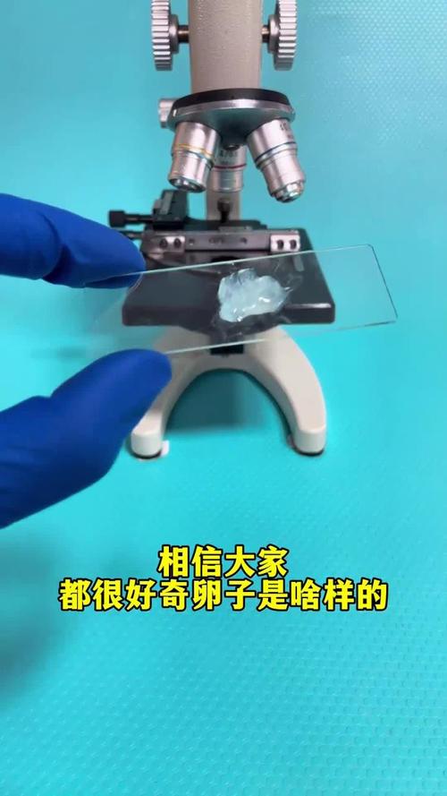卵泡放大
