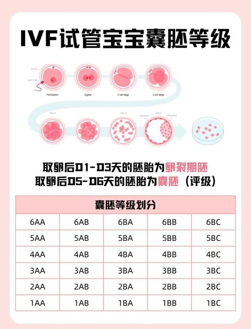 囊胚最高级别