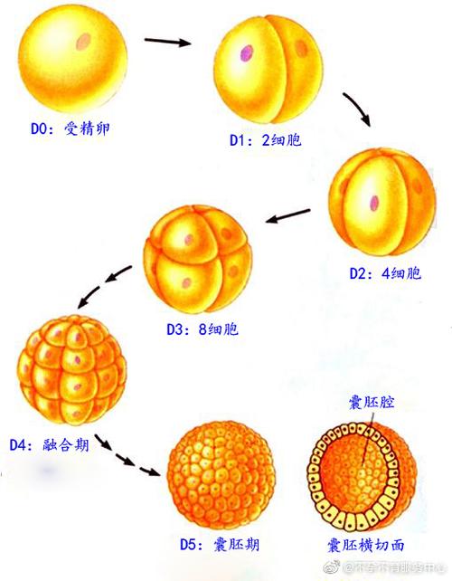  卵裂比例