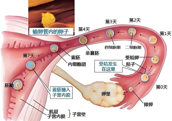 卵巢排卵