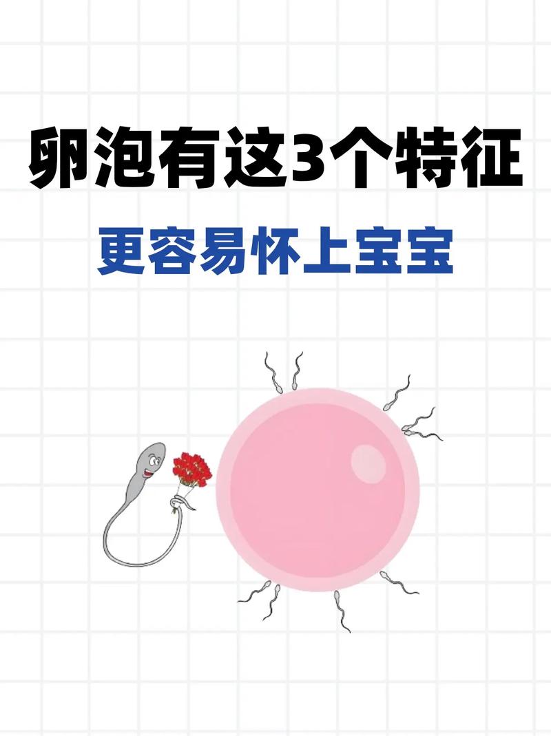 卵泡一颗