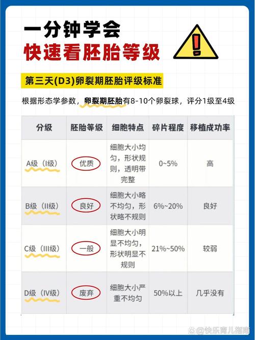 BC级别囊胚
